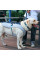 Шлея для собак TUFF HOUND TH00205 Blue M